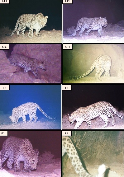 Bafq eight leopards.jpg