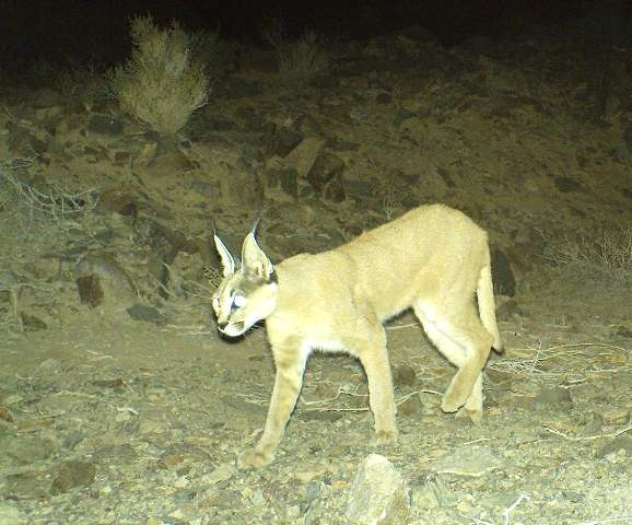 CaracalGenetic1.jpg