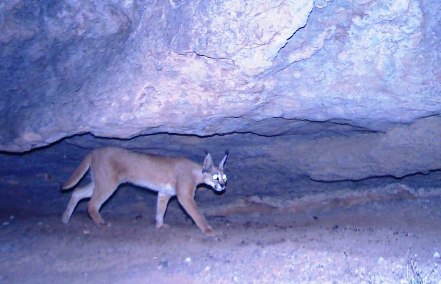 CaracalGenetic2.jpg