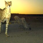 cheetah