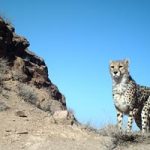 cheetah