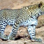 leopard