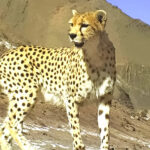 slide-cheetah