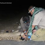 Bardia-4 (1)