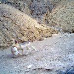 Sand_Fox