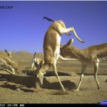Behaviour_-Iranian-Cheetah-SocietyDoECACPPanthera-Fight_800
