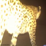 CDY_0055