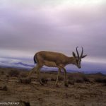 Gazella