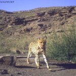 Asiatic-Cheetah