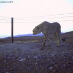 CDY_4631-2shakh