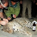 ICS_Leopard-04