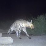 Striped-Hyaena