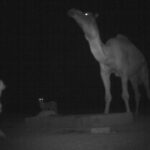 top prize in WLT trail camera competition