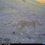 Asiatic-Cheetah-1