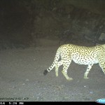 Asiatic-Cheetah