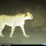 Asiatic-Cheetah-2