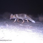 Common-Fox
