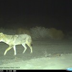 Golden-Jackal