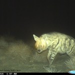 Striped-Hyaena