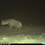 Striped-Hyaena-2