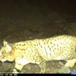 Wild-Cat
