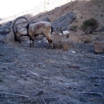 Wild-Goat