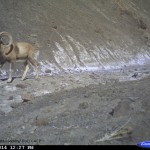 Wild-Sheep