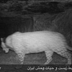 940713_borzoo-3