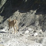 Asiatic Cheetah (1)