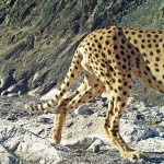Asiatic Cheetah (2)