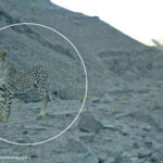 Asiatic Cheetah(3)