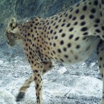 Asiatic Cheetah(4)