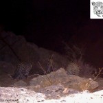 ICS_Leopard31 (1)