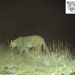 ICS_Leopard41