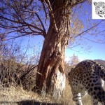 ICS_Leopard7 (1)