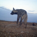 ICS_Hyena2