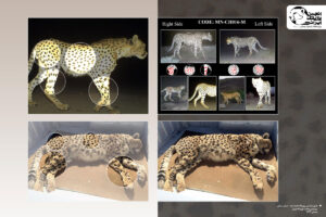 cheetah conservation