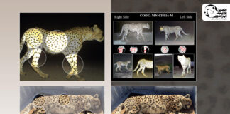 cheetah conservation