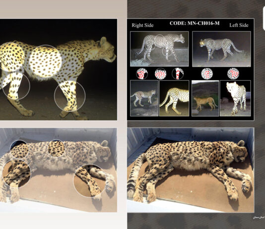cheetah conservation