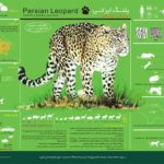 Leopard-Infographic1