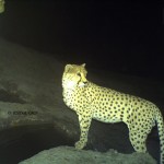 Asiatic Cheetah