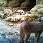 Caracal (1)