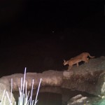 Caracal (2)