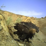 Golden Eagle