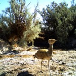 Houbara Bustard