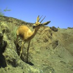 Jebeer gazella (2)
