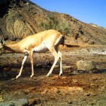 Jebeer gazella (3)