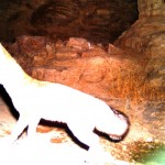 Sand Fox