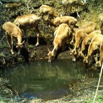 Wild Sheep (1)