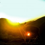 Wild goat (2)